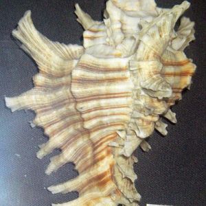 Asian Murex (Chicoreus asianus)