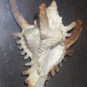 Long-horned Murex (Chicoreus damicornis)