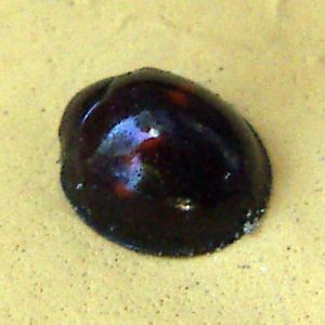 Heather Ladybird (Chilocorus bipustulatus)