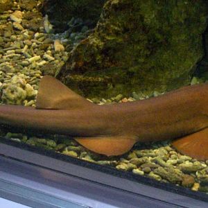 Arabian Carpetshark (Chiloscyllium arabicum)