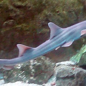 Banded Bamboo Shark (Chiloscyllium punctatum)