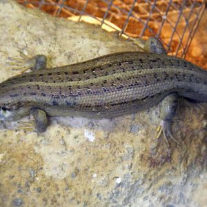 Vaillant's Mabuya (Chioninia vaillantii)