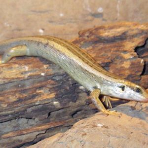 Vaillant's Mabuya (Chioninia vaillantii)