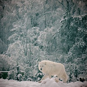Arctic Wolf