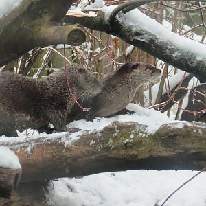 River Otter