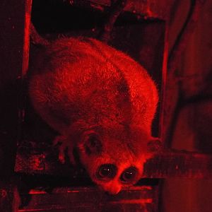 Pygmy Slow Loris (Nycticebus pygmaeus) at Tropical World - 28 December 2013