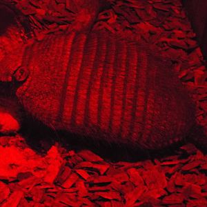 Large Hairy Armadillo (Chaetophractus villosus) at Tropical World - 28 Dece