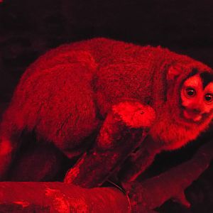 Bolivian Night Monkey (Aotus azarae boliviensis) at Tropical World - 28 Dec