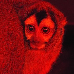 Bolivian Night Monkey (Aotus azarae boliviensis) at Tropical World - 28 Dec