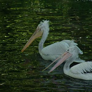 Help with Pelican ID?