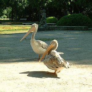 Help with Pelican ID?