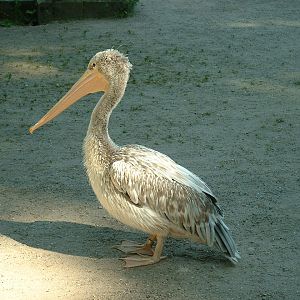 Help with Pelican ID?