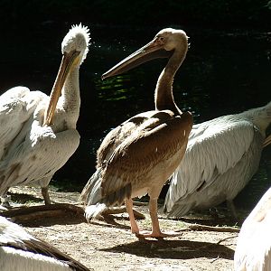 Help with Pelican ID?