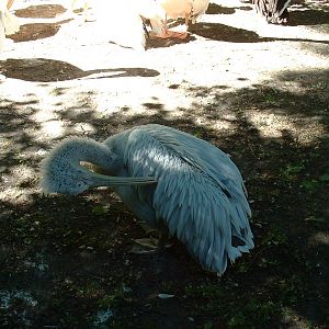 Help with Pelican ID?