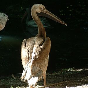 Help with Pelican ID?