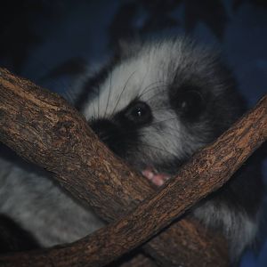 Northern Luzon Giant Cloud Rat