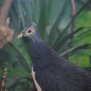 Maleo