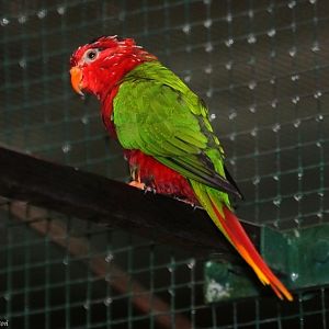 Fairy Lorikeet (Charmosyna pulchella) October 2009