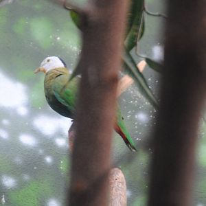 Black-Naped Fruit Dove