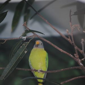 Plum-Headed Parakeet