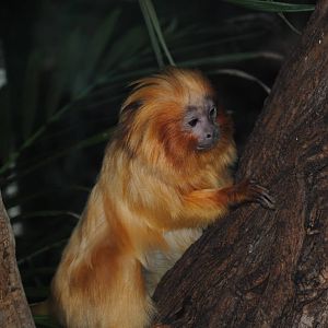 Golden Lion Tamarin