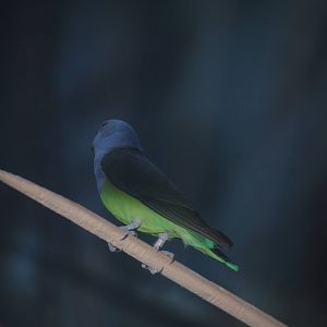 Grey-Headed Lovebird