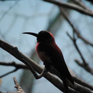 Northern Carmine Bee-Eater
