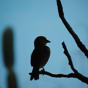 Taveta Golden Weaver
