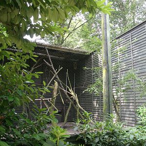 Aviary for Hornbills