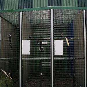 Aviary for small Hornbills, Toucans