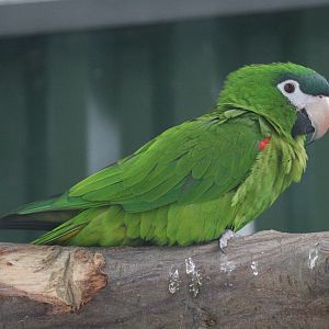 Red-shouldered Macaw (Diopsittaca nobilis cumanensis) June 2009