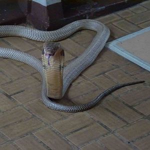 King cobra in show, June 2013.
