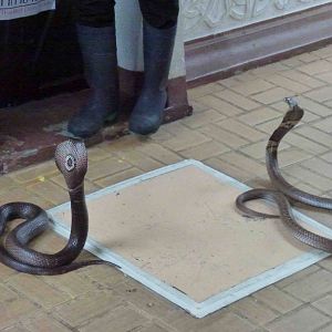 Monocled cobras, June 2013.