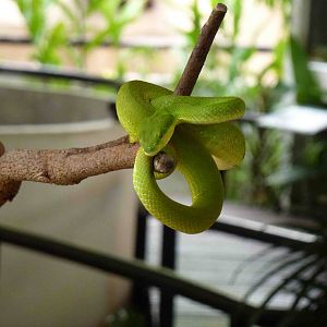 White-lipped tree viper in show, June 2013.