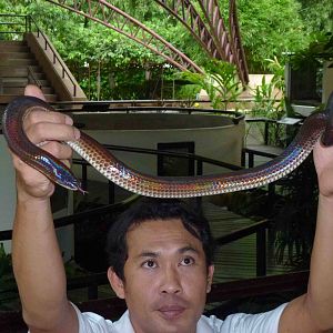 Sunbeam snake in show, June 2013.