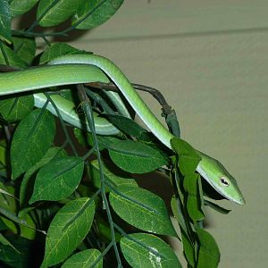 Green vine snake, June 2013.