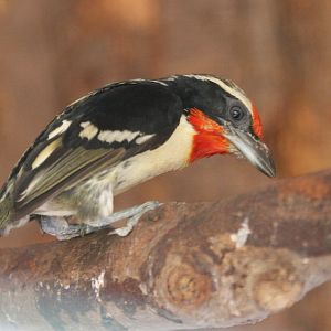 Black-spotted Barbet (Capito niger niger) June 2009