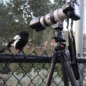 bird ready for closeup