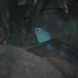 Blue-Grey Tanager