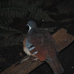 Luzon Bleeding-Heart Pigeon