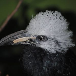 White-Crested Hornbill
