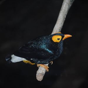 Yellow-Faced Mynah