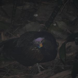 Green Junglefowl