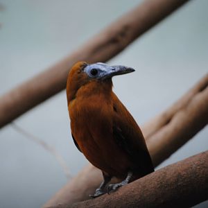 Capuchinbird