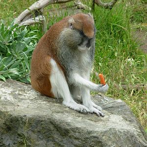 Patas Monkey