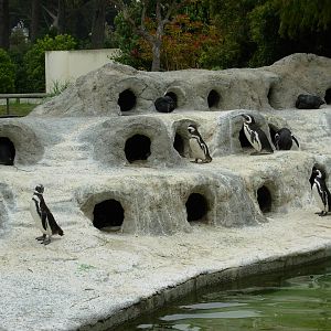 Penguin Exhibit