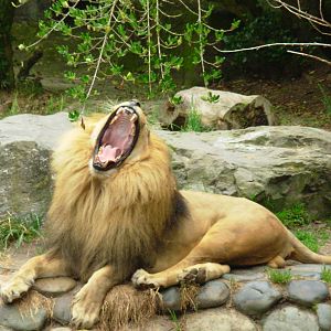 Yawning Lion