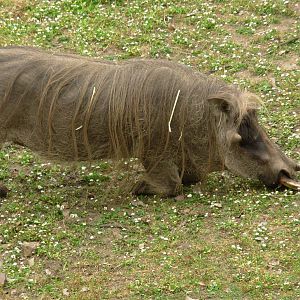 Warthog