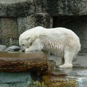 Polar Bear