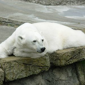 Polar Bear